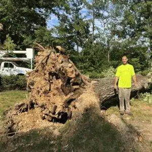 Tree Removal Completed Safely (Kent County, VA)