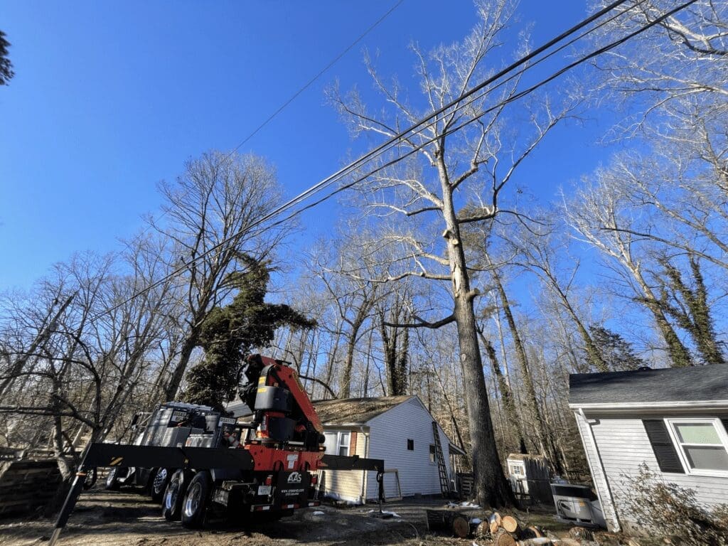 Removing Dangerous Trees (Kent County, VA)