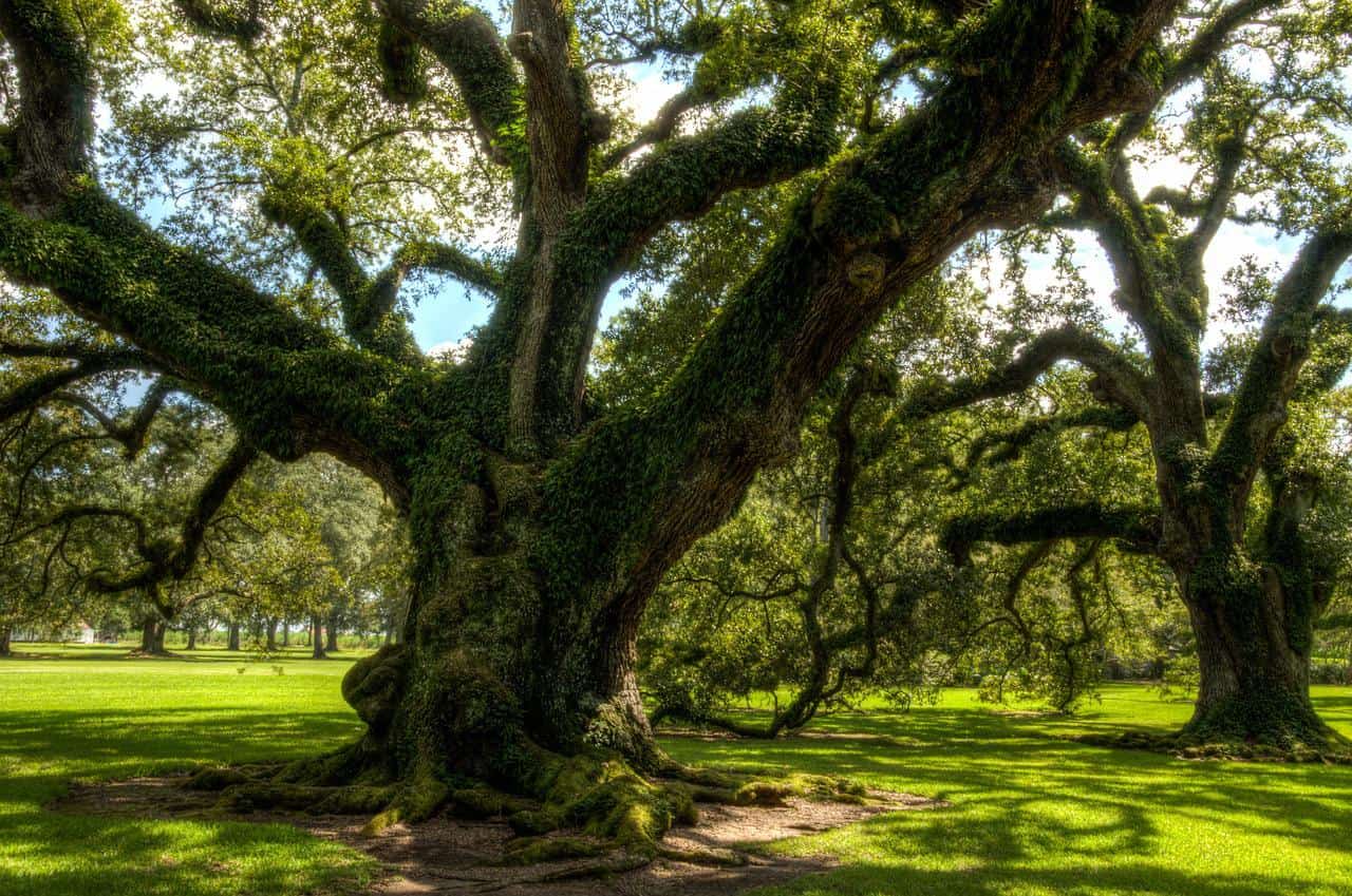 oak alley plantation, usa, america-1647284.jpg