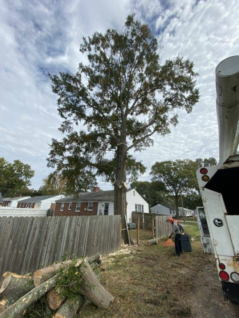 Tree trimming in residential area with worker using equipment beside cut logs and wooden fence.