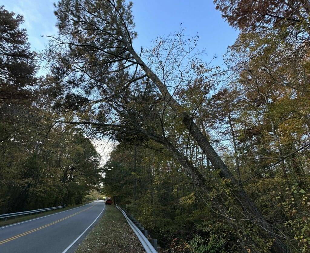 Fallen tree leaning dangerously over a road in Quinton, VA, illustrating storm damage cleanup needs.