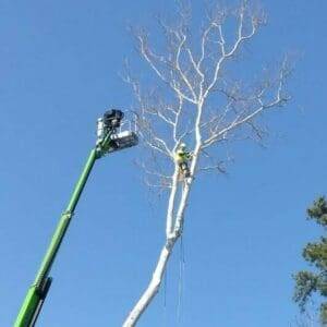 Tree trimming service in action, worker using a lift to trim a tall, bare tree against a clear blue sky, emphasizing professional tree care and maintenance.