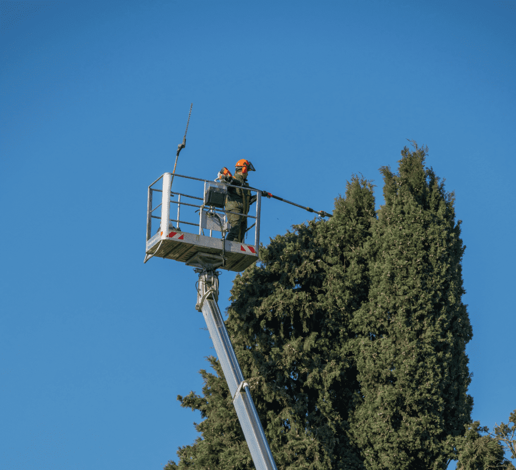 Tree trimming near New Kent County, VA