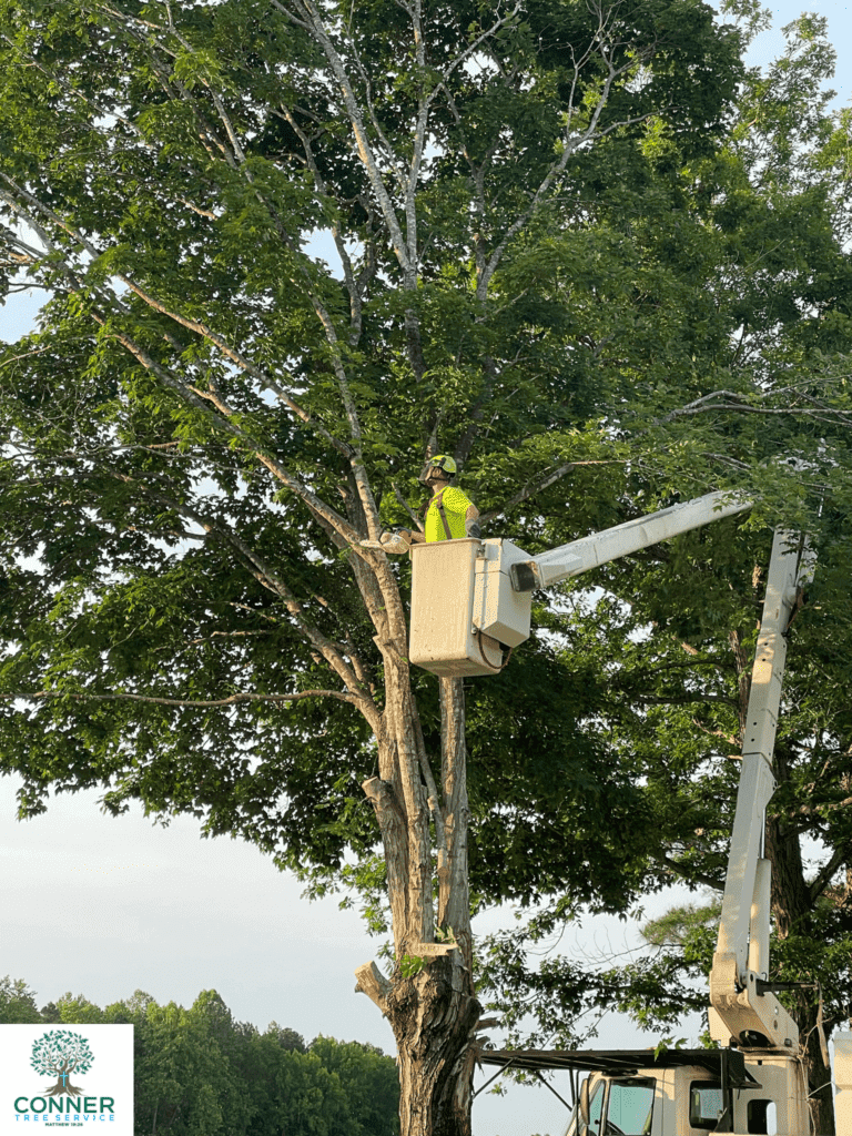 Pruning service