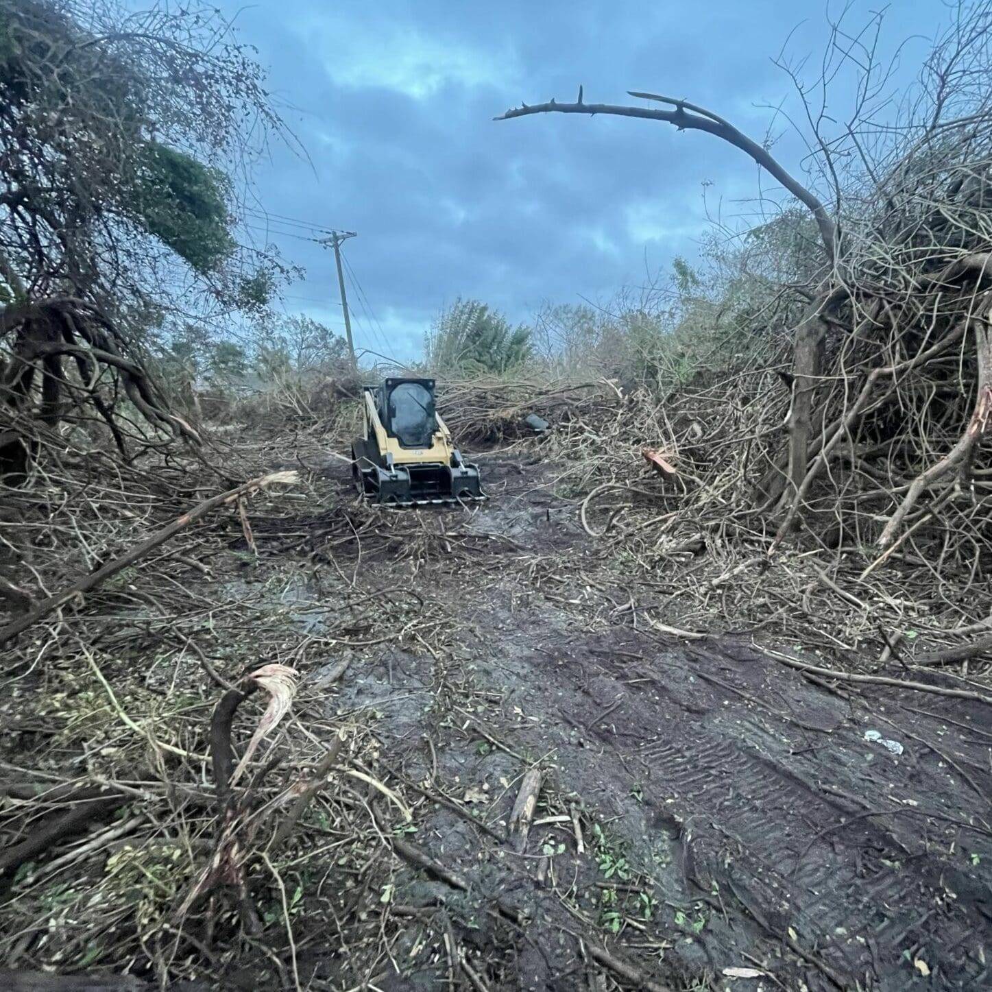 Home Conner Tree Service "Tree Care. Our Specialty."