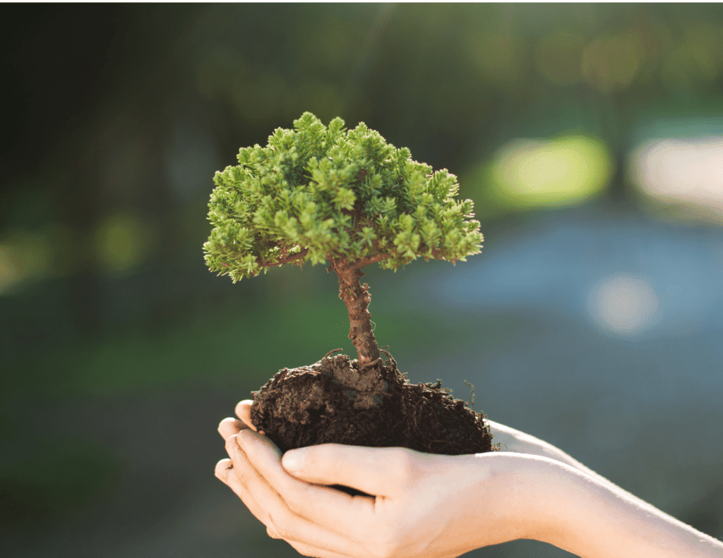 Holding little sapling.