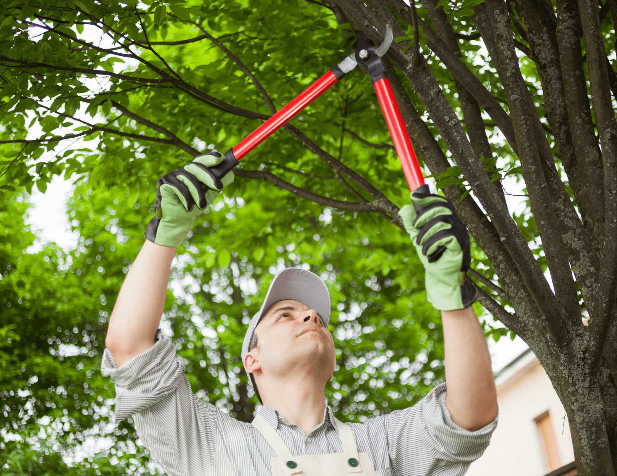 tree care tips and tricks