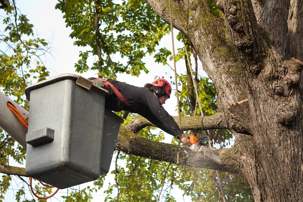 Tree service professional using chainsaw from lift to trim branches, ensuring safety and precision in tree care.