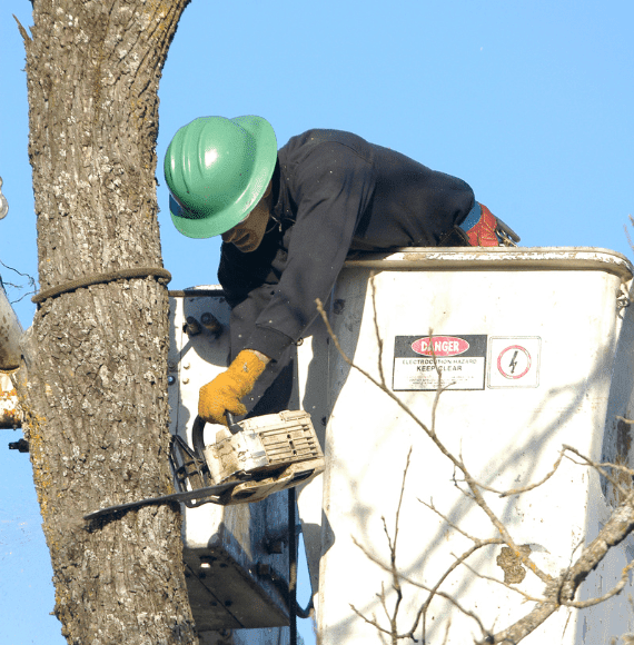 Premier Tree Services In James City's