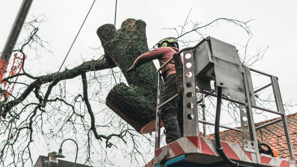 Tree removal in progress with worker operating lift, showcasing safe and efficient winter tree care practices.