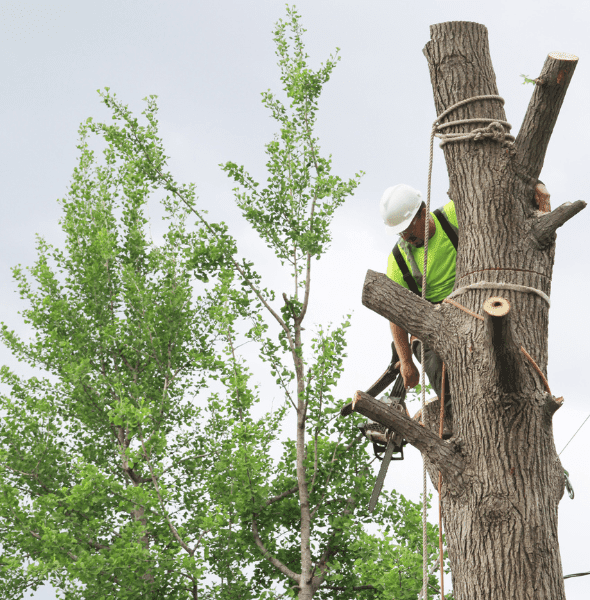Tree care professional in safety gear trimming a tree, showcasing expertise in tree services for Quinton, VA.
