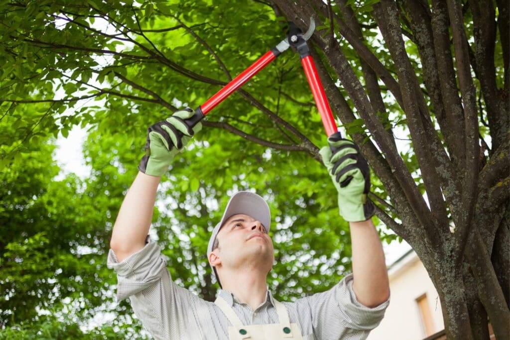 Man cutting tree branch