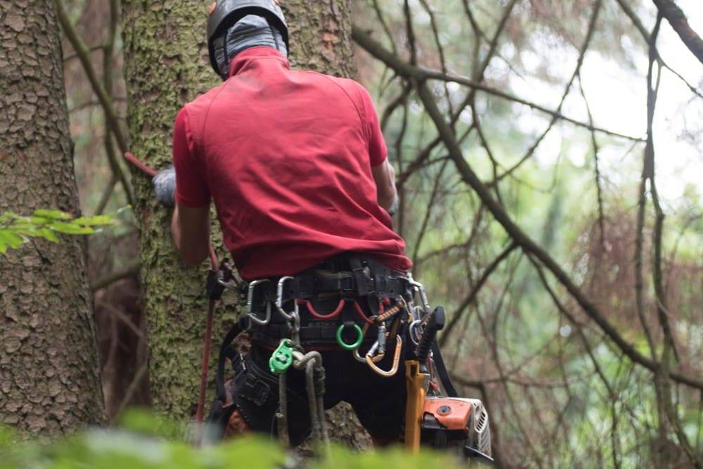 A man climbing a tree for a service