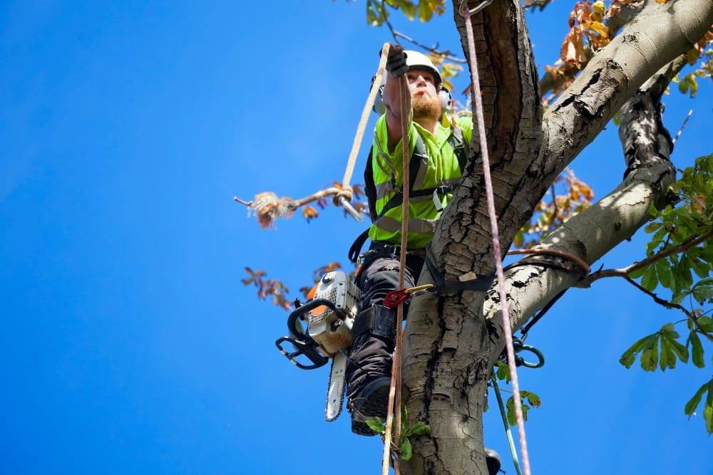 A man providing tree service