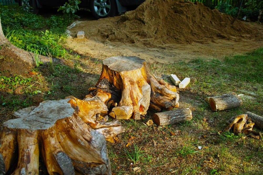 Tree service provider in Manakin