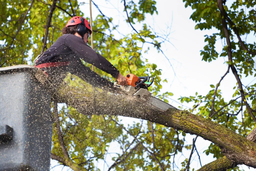 Tree service professional using a chainsaw to trim branches while perched on a tree, surrounded by lush green foliage, emphasizing expert tree care in Tuckahoe, VA.