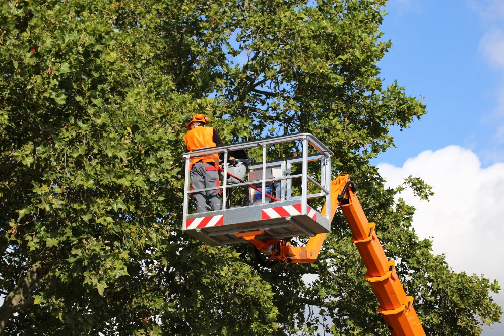 Tree Service in Chesterfield