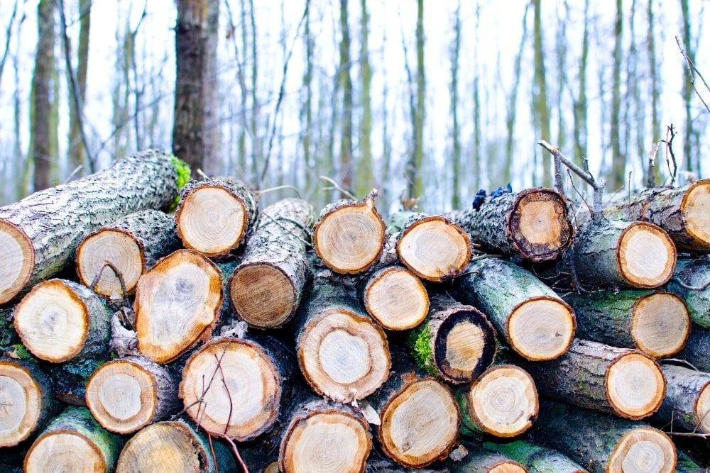 Stack of freshly cut tree logs in a forest setting, showcasing tree care services related to tree removal and maintenance in Manakin, VA.
