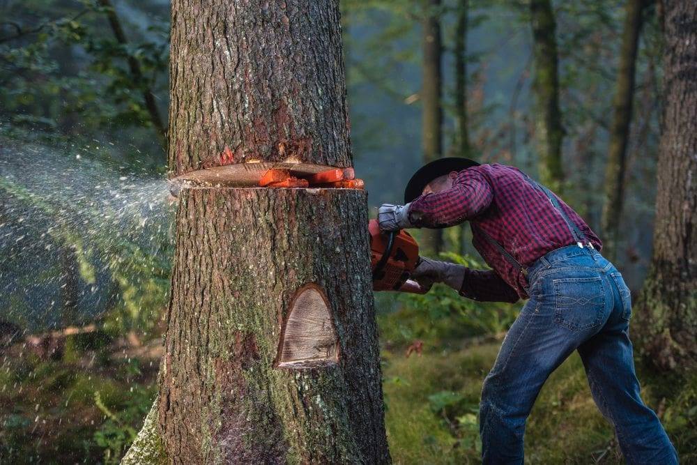 Person using a chainsaw to cut down a tree, with sawdust and wood chips flying, emphasizing tree removal safety.