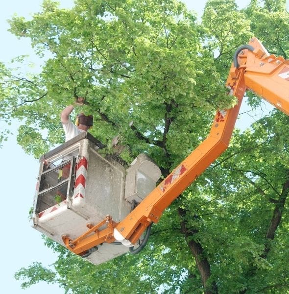 Corporate Campus Tree Care​